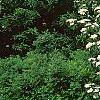 Viburnum dilatatum, habit