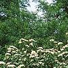 Viburnum dilatatum, habit