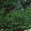 Viburnum dilatatum, habit