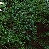 Viburnum dilatatum, habit