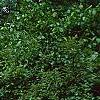 Viburnum dilatatum, habit
