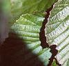 Viburnum dilatatum, leaves
