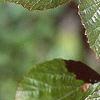 Viburnum dilatatum, leaves