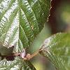 Viburnum dilatatum, leaves