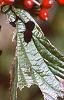 Viburnum dilatatum, leaves