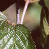 Viburnum dilatatum, leaves