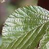 Viburnum dilatatum, leaves