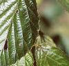 Viburnum dilatatum, leaves