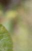 Viburnum dilatatum, leaves