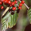 Viburnum dilatatum, leaves