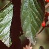 Viburnum dilatatum, leaves