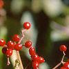 Viburnum dilatatum, fruit