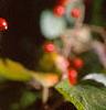 Viburnum dilatatum, fruit