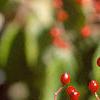 Viburnum dilatatum, fruit