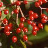 Viburnum dilatatum, fruit