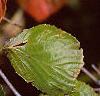 Viburnum dilatatum, fall color