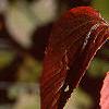 Viburnum dilatatum, fall color