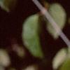 Viburnum dilatatum, fall color