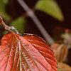 Viburnum dilatatum, fall color