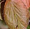 Viburnum dilatatum, fall color