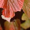 Viburnum dilatatum, fall color