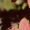 Viburnum dilatatum, fall color
