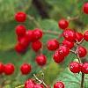 Viburnum dilatatum 'Asian Beauty', fruit
