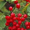 Viburnum dilatatum 'Asian Beauty', fruit