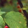 Viburnum dilatatum 'Asian Beauty', fruit