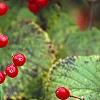 Viburnum dilatatum 'Asian Beauty', fruit