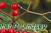 Viburnum dilatatum 'Asian Beauty', fruit