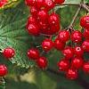 Viburnum dilatatum 'Asian Beauty', fruit