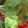 Viburnum dilatatum 'Asian Beauty', fruit