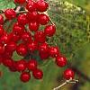 Viburnum dilatatum 'Asian Beauty', fruit