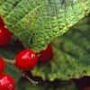 Viburnum dilatatum 'Asian Beauty', fruit