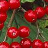 Viburnum dilatatum 'Asian Beauty', fruit