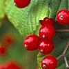 Viburnum dilatatum 'Asian Beauty', fruit