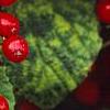 Viburnum dilatatum 'Asian Beauty', fruit