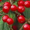 Viburnum dilatatum 'Asian Beauty', fruit