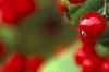 Viburnum dilatatum 'Asian Beauty', fruit