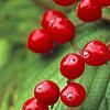 Viburnum dilatatum 'Asian Beauty', fruit