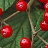 Viburnum dilatatum 'Asian Beauty', fruit