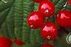 Viburnum dilatatum 'Asian Beauty', fruit