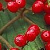 Viburnum dilatatum 'Asian Beauty', fruit