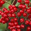 Viburnum dilatatum 'Asian Beauty', fruit