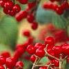 Viburnum dilatatum 'Asian Beauty', fruit