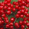 Viburnum dilatatum 'Asian Beauty', fruit