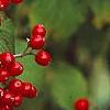 Viburnum dilatatum 'Asian Beauty', fruit