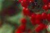 Viburnum dilatatum 'Asian Beauty', fruit