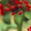 Viburnum dilatatum 'Asian Beauty', fruit